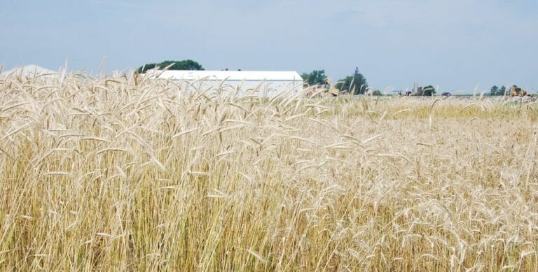 Small grains