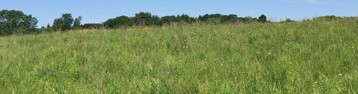 Previously restored prairie at Middle Fork Farm