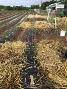 rows of bell pepper plants in straw