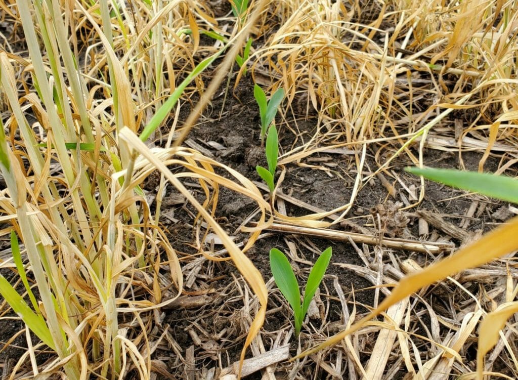 May 18 young plants