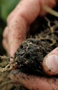 Alec Amundson soil roots video screen shot
