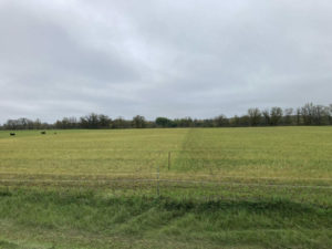 Jake Hendrickx cattle cell grazing 1 scaled e1650898798337