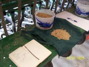 Madsen counting seeds e1647869426697