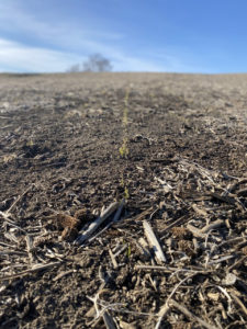 Winter wheat cover
