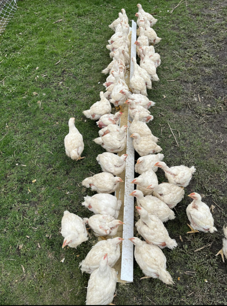 Group A at feeder