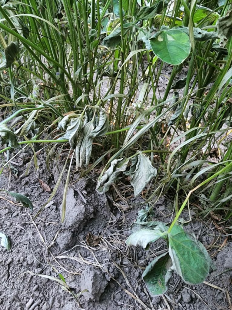 flame treated weeds