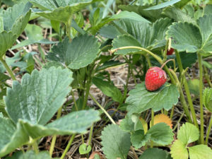 Close up of a strawberry on Berry Patch Farm