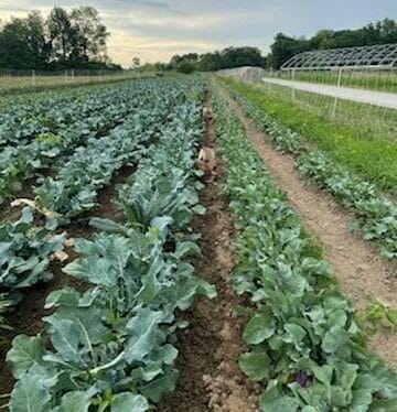 Broccoli at Kate Edwards Farm