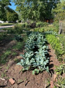 Roxane Mitten cauliflower patch