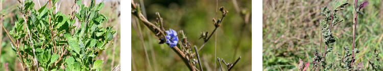 Shrubs and pasture plants