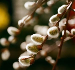 close up of pussy willows