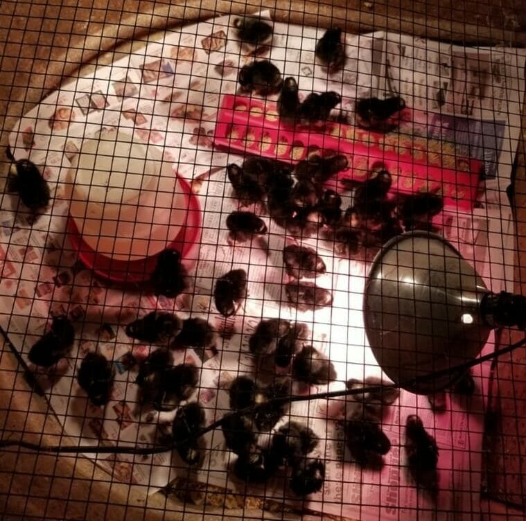 Barred rock chicks