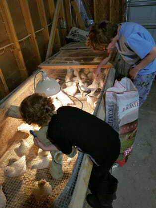 Delaware pullets