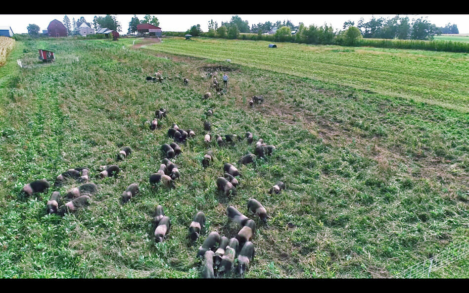 Pigs in pasture