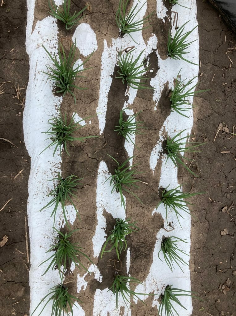 MWF potato Plot 4