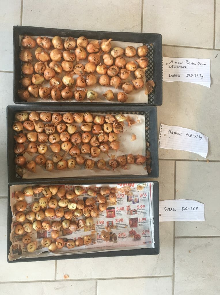 Potato onion seed photo.JPG