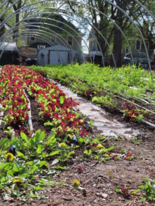 Sweet Tooth Farm Visit