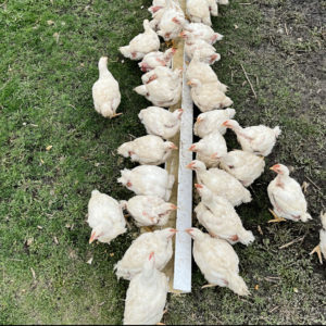 Broiler Chickens At Feeder
