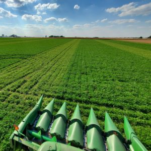 Fall Clover Termination