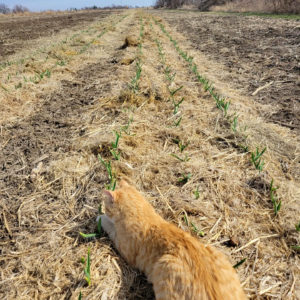 A cat lays in a field of garlic on Blue Gate Farm.