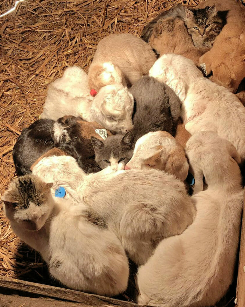 Goats and cats snuggle together in a barn for warmth.