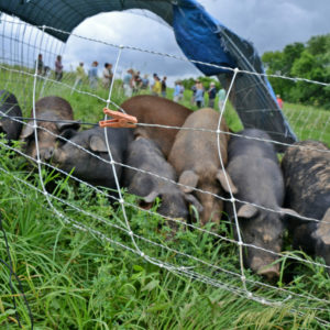 Hogs forage in their pen while filed day attendees explore the farm in the distance. 