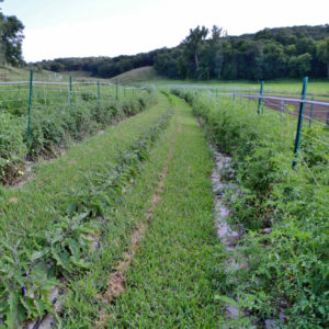 Rows of a vegetables on a farm during a field day visit.