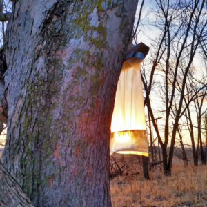 Maple syrup collection SandhillAcres