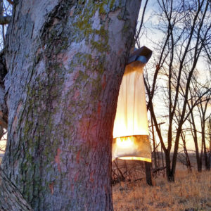 Maple syrup collection SandhillAcres