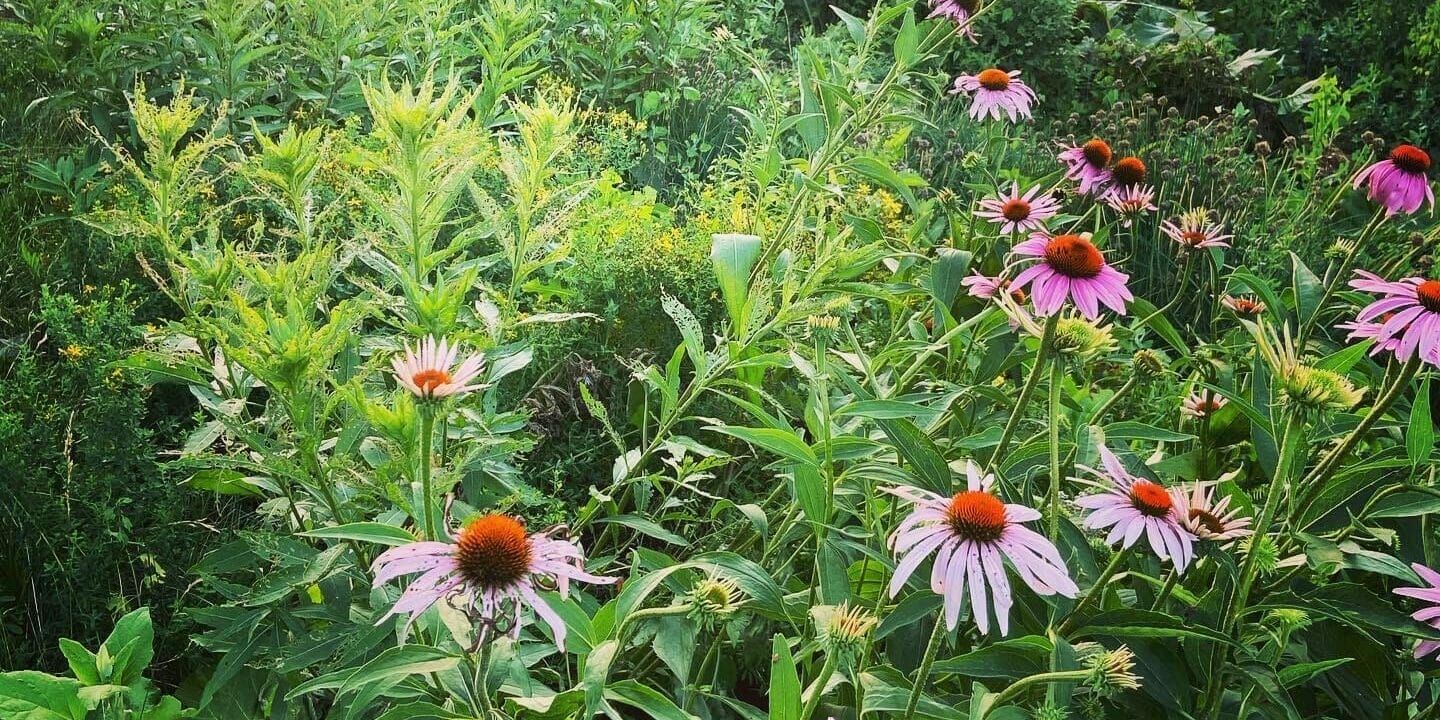 Purple coneflowers