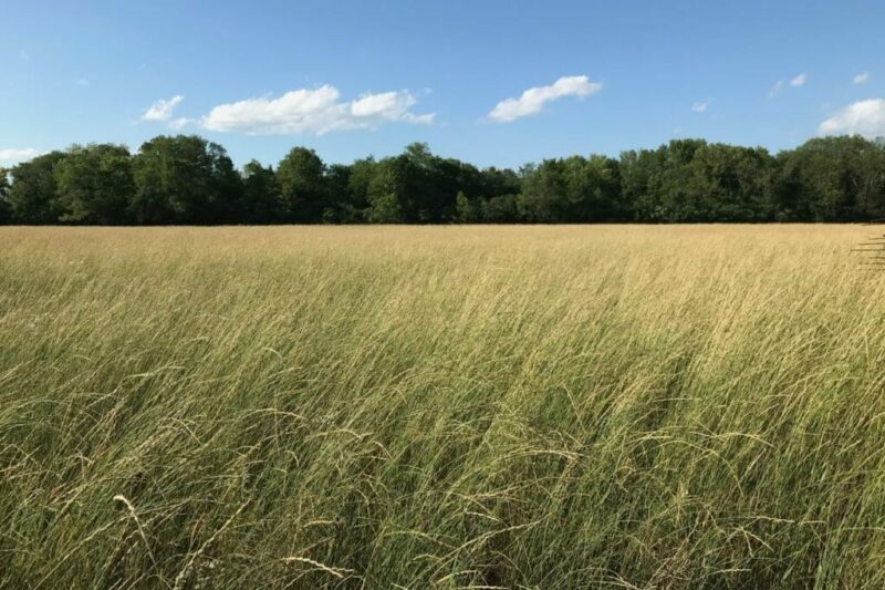 Getting Started with Kernza: Top Tips for Planting, Harvesting and Marketing