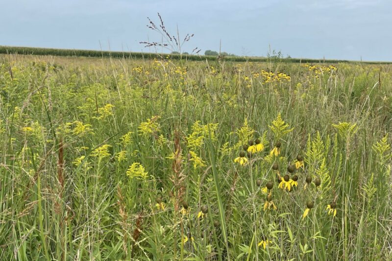 Creating a Legacy of Conservation in Traditional Row Cropping