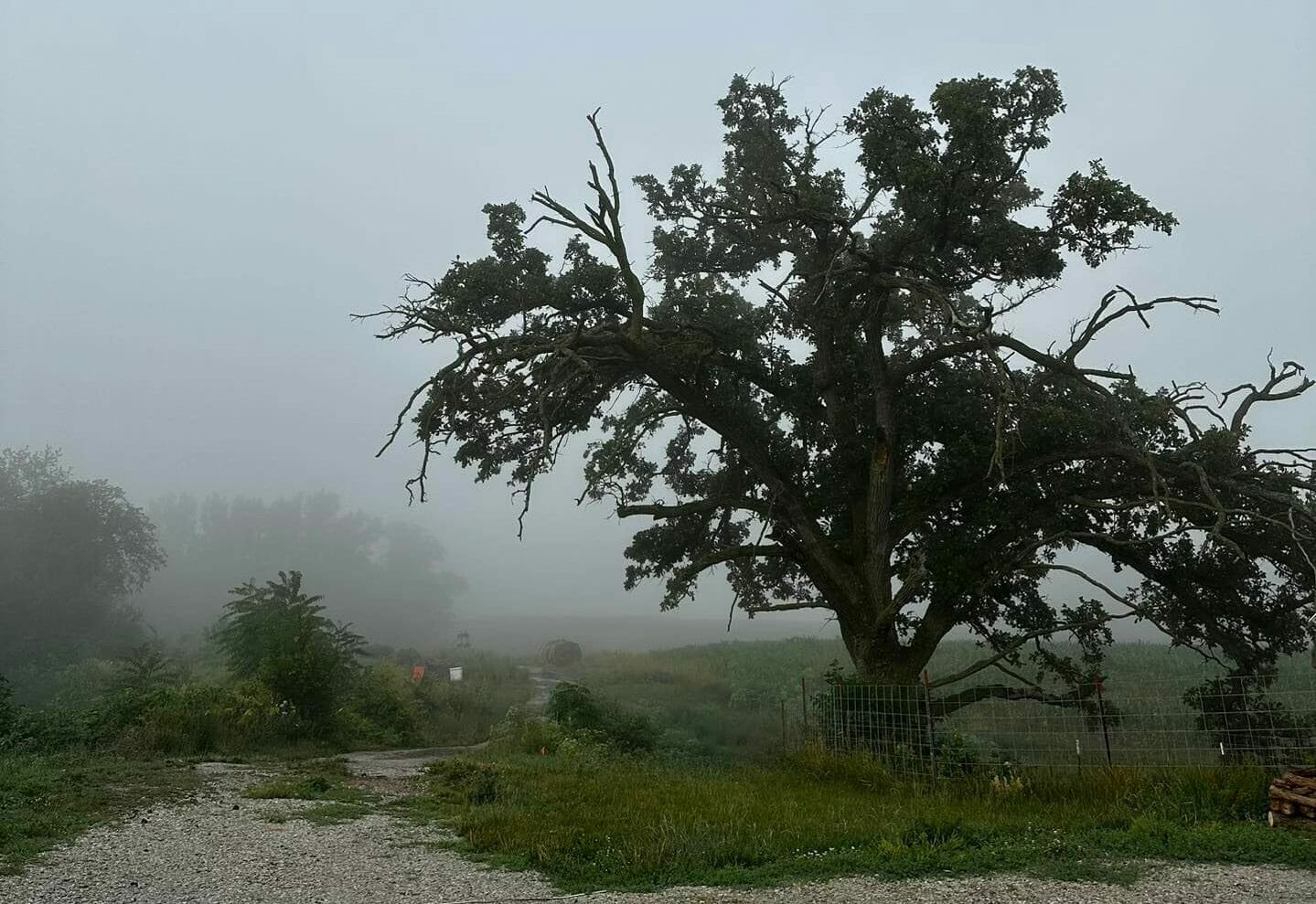 Twisted Oak