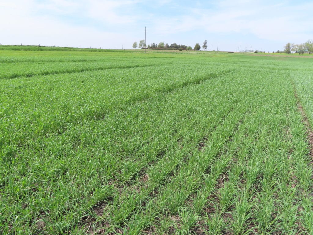 20230510 FarmVisit RyeVarietyTrial 04