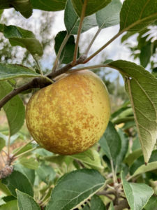 Roxbury Russet apples Photo by Mike Malik