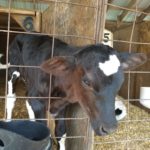 Calf at Hansen's Dairy 1