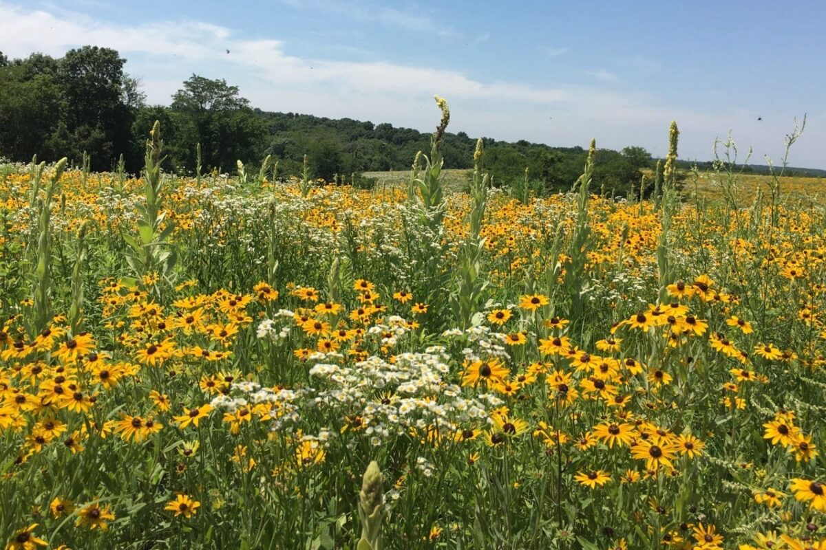 Bringing the Buzz to Barnswallow Farm