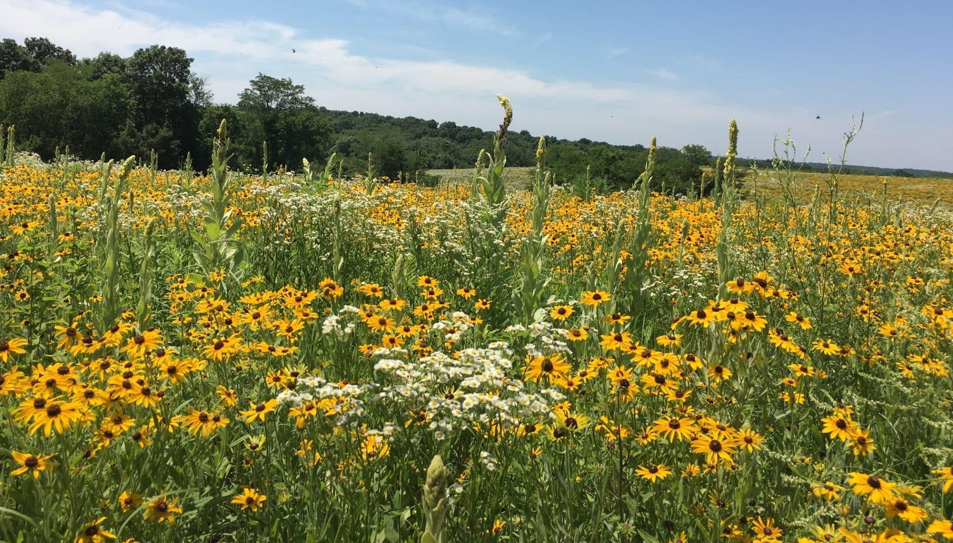 Barnswallow Farm Pollinator Habitat