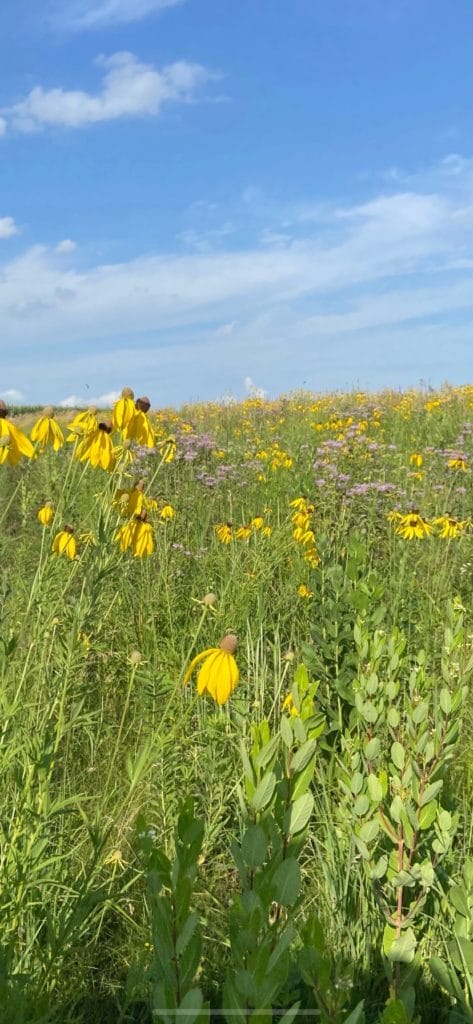 Barnswallow Farm pollinator habitat 2