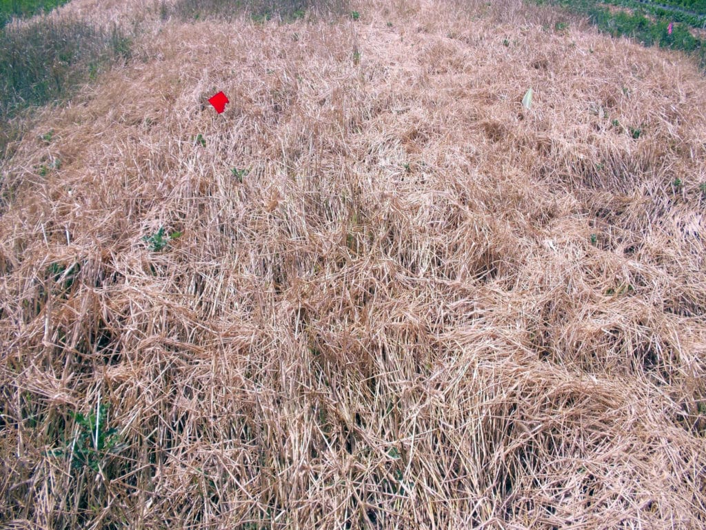 Rep 2 3 week tarp 2 weeks after removal on left, rep 3 4 week tarp 1 week after removal on right copy