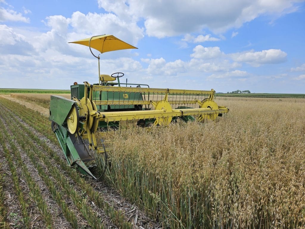 Oats on Neil Peterson's farm