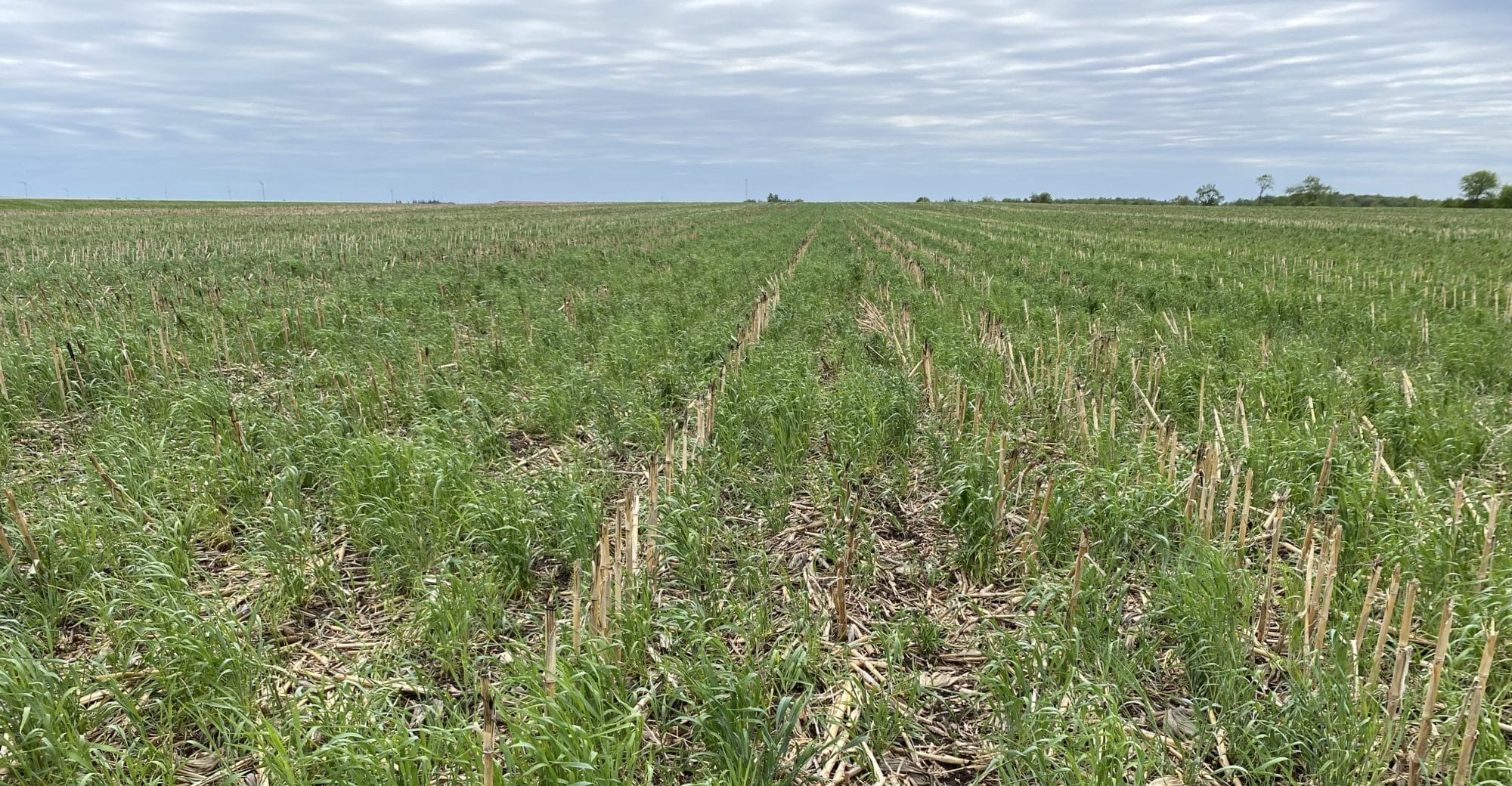 Adam Mayer cover crops 2