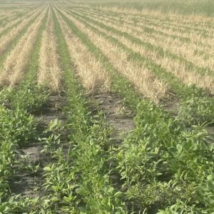 Adam Mayer cover crops