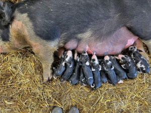 Berk piglets nursing