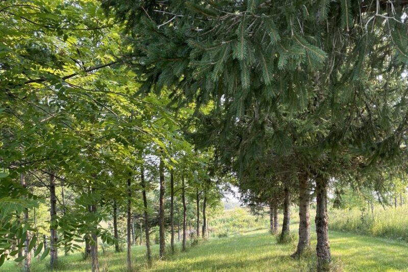 Creating a Woodland Oasis for Wildlife in Eastern Iowa
