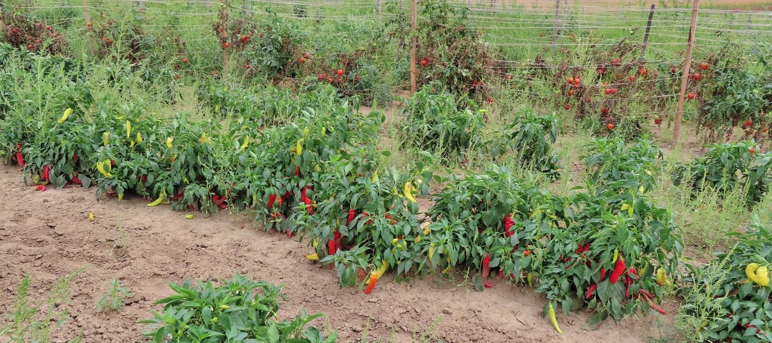 Max Chavez hot banana peppers ready for harvest