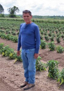 MaxChavez banna pepper field