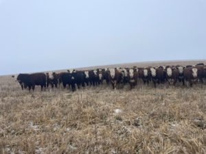 Thirty cattle gathered together in a field and facing the camera at TA Cattle and Covers cows