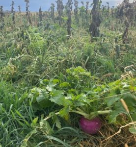 Close up of brassica cover crops peeking through the ground in a field at TA Cattle and Covers