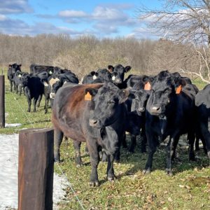 Cattle on brad sheely farm